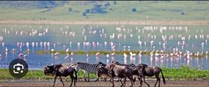 zebras and wildbeasts ngorongoro